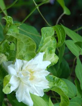 Clematis 'Duchess of Edinburgh'