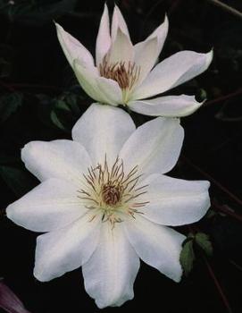 Clematis 'Henryi'