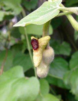 Aristolochia durior