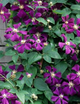 Clematis 'Etoile Violette'