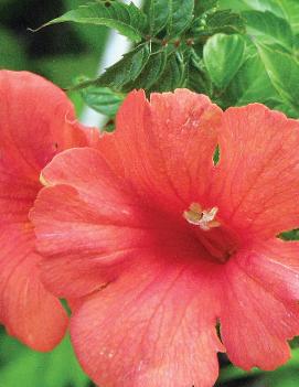 Campsis radicans 'Flamenco'