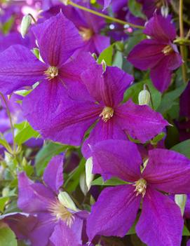 Clematis 'Jackmanii'