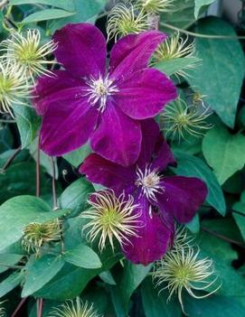 Clematis Red Cardinal ('Rouge Cardinal')