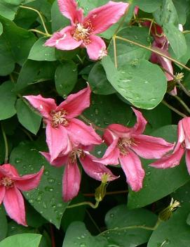 Clematis 'Princess Diana'