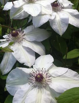 Clematis 'Miss Bateman'