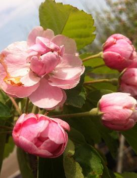 Malus ioensis 'Klehm's Improved Bechtel'