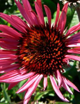 Echinacea purpurea 'Fatal Attraction' (PP18429, )