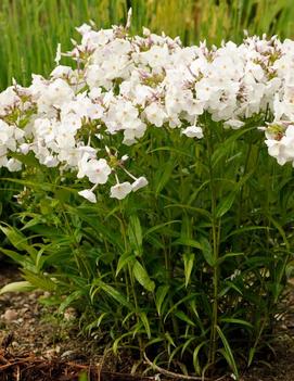 Phlox maculata x 'Minnie Pearl'