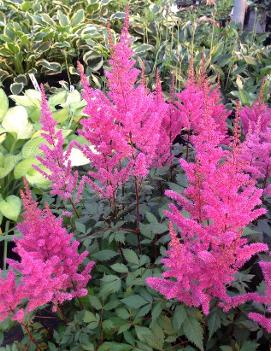 Astilbe chinensis 'Maggie Daley'