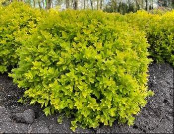 Spiraea japonica Pineapple Poprocks® ('Golden select') (USPPAF, CPBRAF)