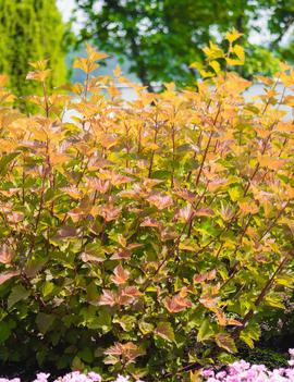 Physocarpus opulifolius Savannah Sunset™ ('LP1') (USPP34993, CPBR10782)