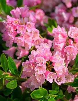 Rhododendron x Bloombux® Magenta ('Microhirs 9') (USPP32968,CPBRAF)