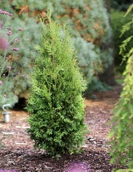 Thuja occidentalis Private Jet™ ('King of Brabant') (USPP29678, CPBRAF)