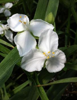 Tradescantia x 'Innocence'