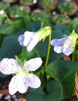 Viola sororia 'Freckles'