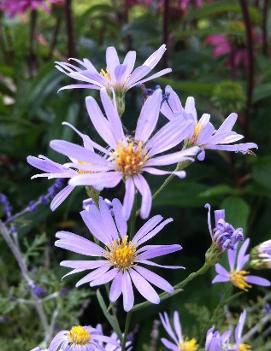 Aster oolentangiensis