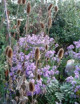 Aster puniceus