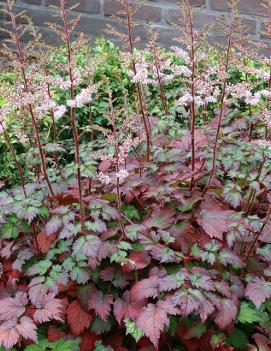 Astilbe arendsii Color Flash® ('Beauty of Ernst') (PP17343)