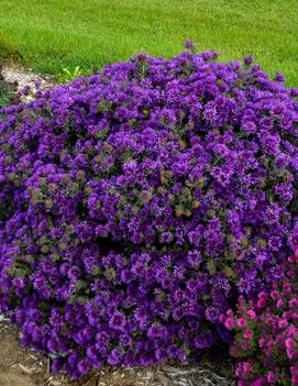 Aster novae-angliae 'Grape Crush' (PPAF)