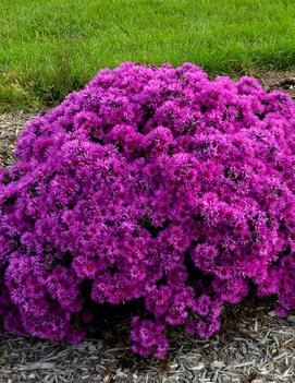 Aster novae-angliae 'Pink Crush' (PPAF)