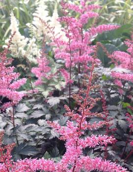 Astilbe simplicifolia 'Key West' (PPAF)