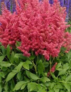 Astilbe x 'Fireberry' (PP20658)