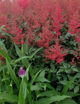 Astilbe japonica 'Montgomery'