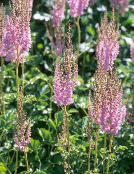 Astilbe chinensis var. taquetii 'Superba'