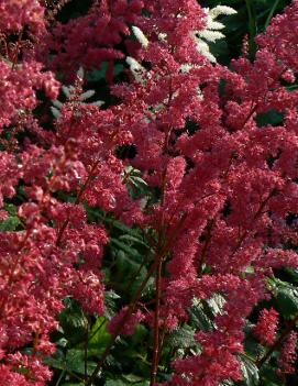 Astilbe arendsii 'Fanal'