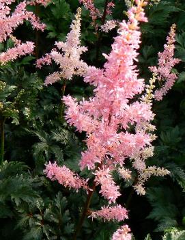 Astilbe crispa 'Perkeo'