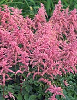 Astilbe x 'Bressingham Beauty'