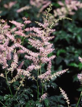 Astilbe simplicifolia 'Sprite'