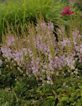 Astilbe chinensis 'Pumila'