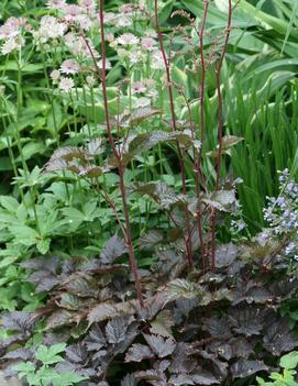 Astilbe arendsii 'Chocolate Shogun' (PP26430)