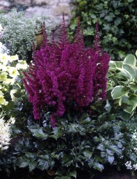 Astilbe chinensis 'Vision in Red' (PP11965, CPBR1334)