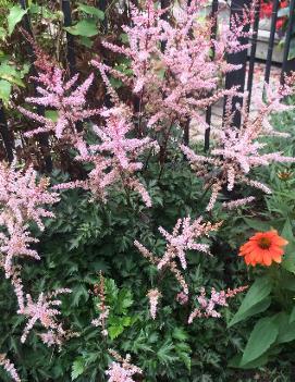 Astilbe x 'Delft Lace' (PP19839, COPF)