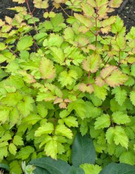 Astilbe x 'Amber Moon' (PPAF)