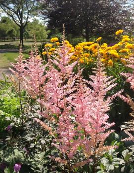 Astilbe arendsii 'Erica'