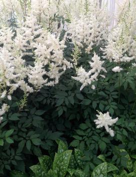 Astilbe arendsii Diamant ('Diamond')