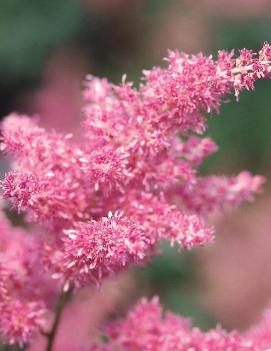 Astilbe japonica 'Rheinland'