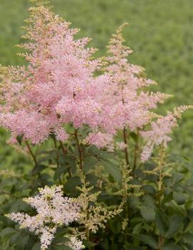 Astilbe x Younique Silvery Pink™ ('Verssilverypink') (PP20656)