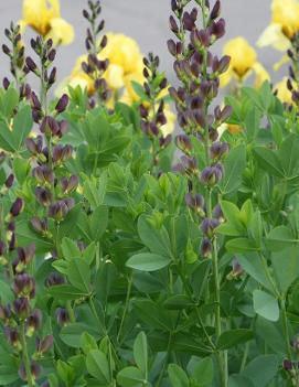 Baptisia x variicolor Twilite Prairieblues™ ('Twilite') (PP19011)