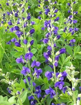 Baptisia australis