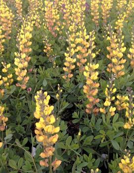 Baptisia x Solarflare Prairieblues™ ('Solar Flare') (PP20408)