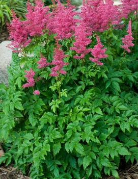 Astilbe x Younique Carmine™ ('Verscarmine') (PP20324)