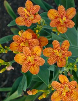 Belamcanda chinensis 'Freckle Face'