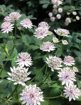 Astrantia major 'Roma' (PP11470, CPBR1332)