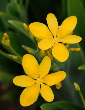 Belamcanda chinensis 'Hello Yellow'