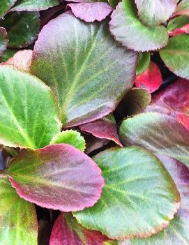 Bergenia x 'Bressingham Ruby' (PP7344, COPF)