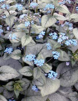 Brunnera macrophylla 'Looking Glass' (PP17829, CPBR3115)